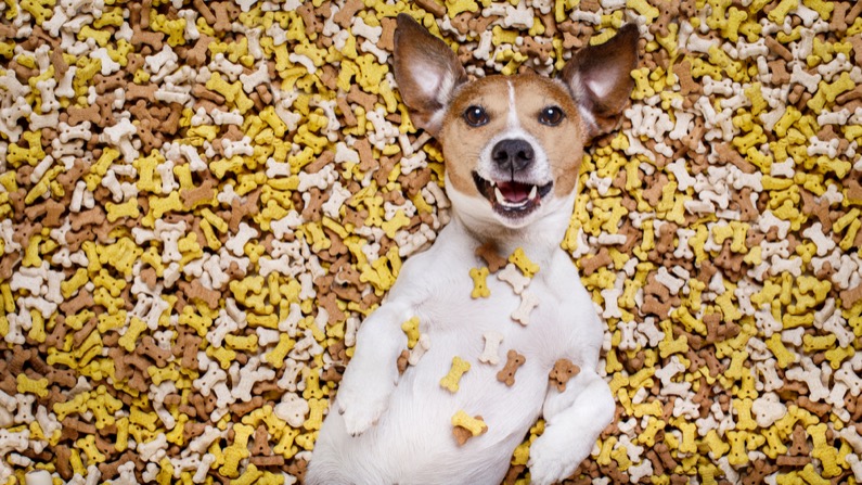 hungry jack russell dog inside a big mound or cluster of food , isolated on mountain of cookie bone treats as background