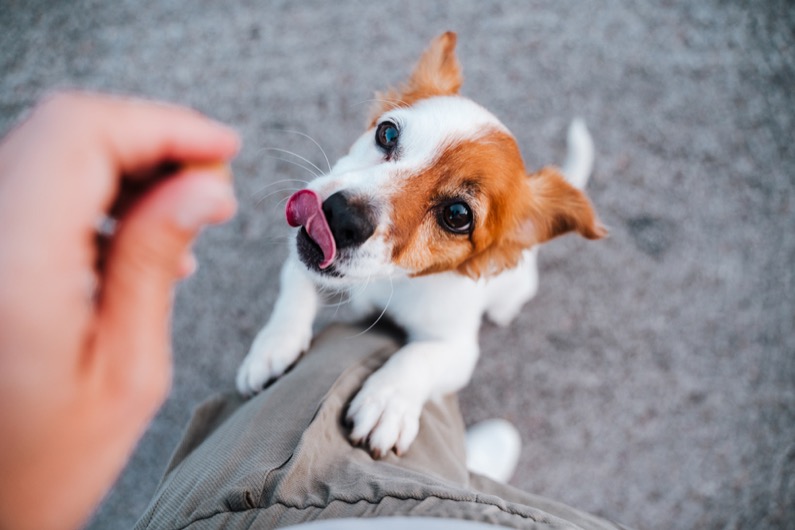 cute small jack russell terrier dog standing on two paws asking for treats to owner. Pets outdoors and lifestyle