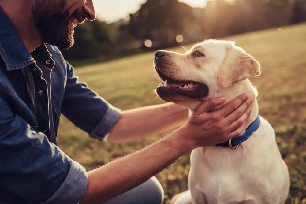 Cropped image of handsome young man with labrador outdoors. Man on a green grass with dog. Cynologist 
