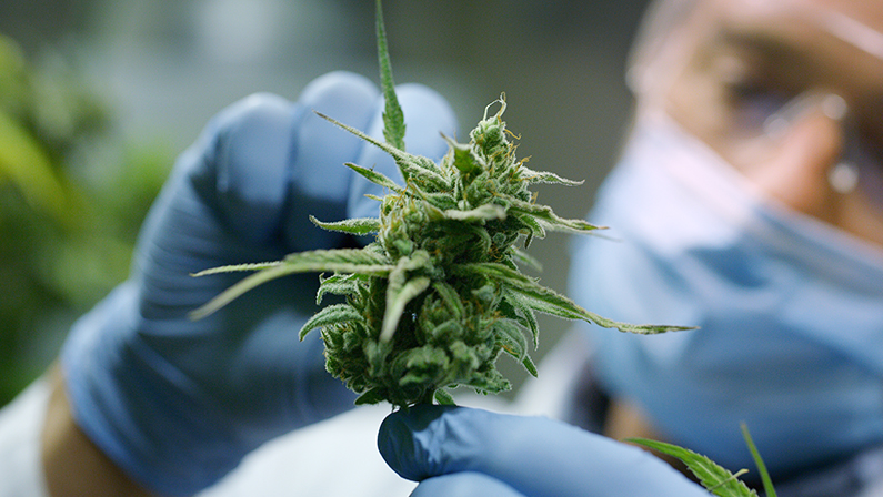 Portrait of scientist with mask, glasses and gloves checking hemp plants in a greenhouse. Concept of herbal alternative medicine, cbd oil, pharmaceptical industry