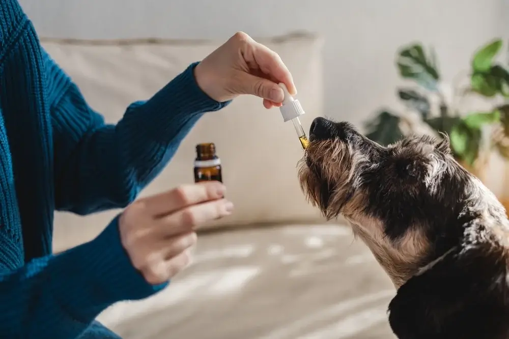 salmon cbd pet tincture