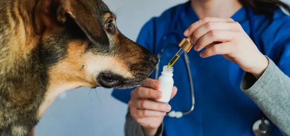 salmon cbd pet tincture
