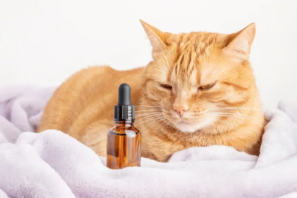 salmon cbd pet tincture