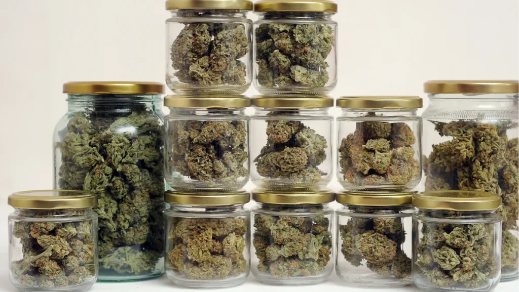Cannabis drying and curing. Marijuana buds in glass jars. Eco container. Hemp growing concept.
